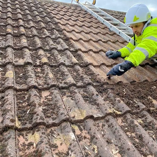 roof cleaning